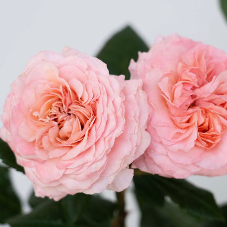 Two pink Martha Stewart Hybrid Tea Roses with green leaves on a blurred background