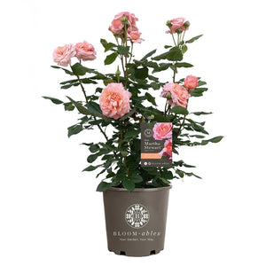 Martha Stewart signature rose with pink flowers by Bloomables