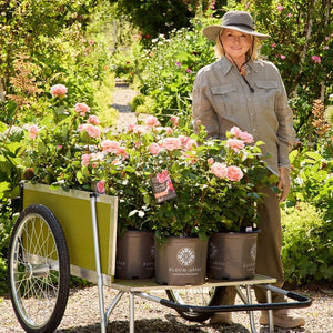 Martha Stewart in her garden with a wheelbarrow full of her roses.