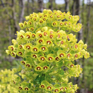 Martin's Spurge - Nature Hills Nursery - #1 Container - 