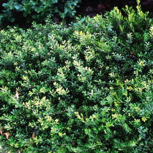 Close-up of pink, white arctostaphylos flowers on Massachusetts Kinnikinnick blooming in late spring to early summer to late summer.