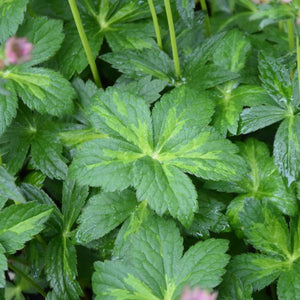 Close-up of pink astrantia flowers on Masterpiece Masterwort blooming in late spring to early summer to late summer.