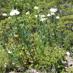 Matilija Poppy - Nature Hills Nursery - #1 Container - 