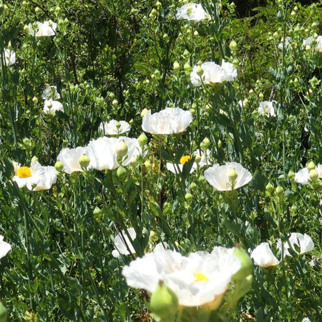Matilija Poppy - Nature Hills Nursery - #1 Container - 