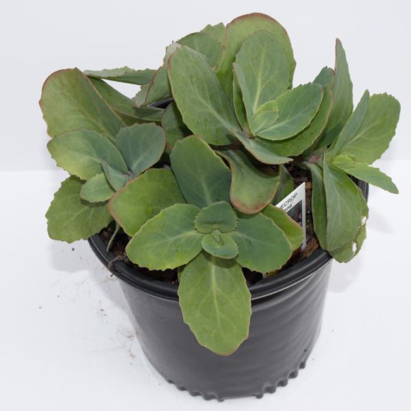 Sedum Matrona