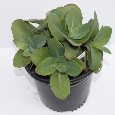 Sedum Matrona