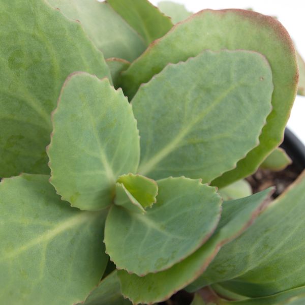 Sedum Matrona