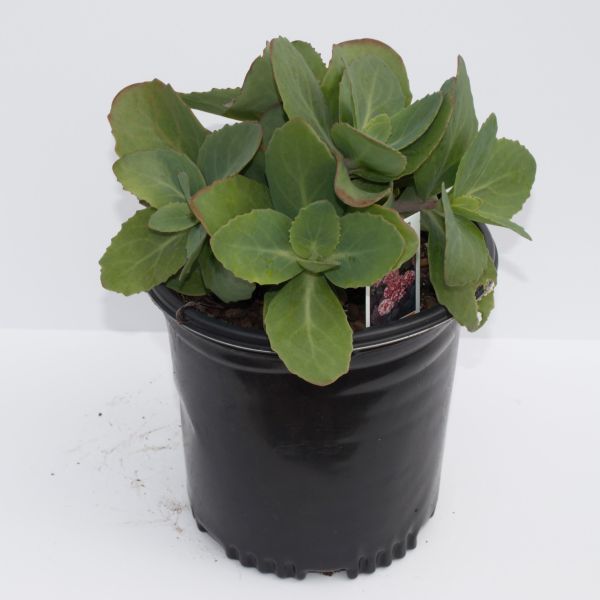 Sedum Matrona