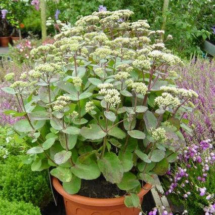 Sedum Matrona