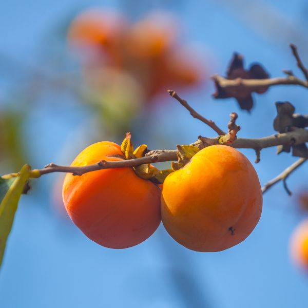 Matsomoto Persimmon Tree - Nature Hills Nursery - #3 Container 3 - 4 Feet - 