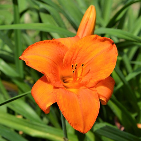 Mauna Loa Daylily - Nature Hills Nursery - #1 Container - 