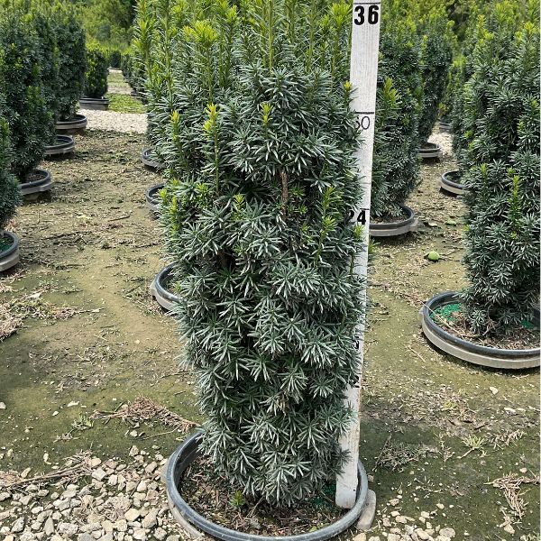 Maureen Columnar Yew