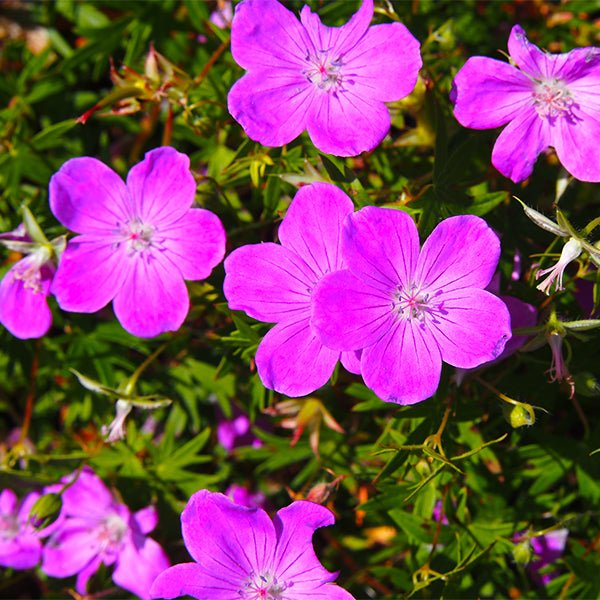 Max Frei Bloody Cranesbill (Geranium sanguineum 'Max Frei'), a perennial featuring pink flowers and perennial.