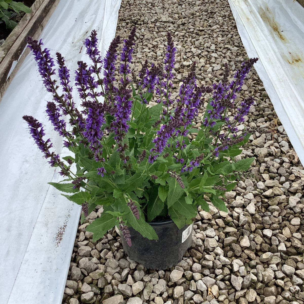 night lavender plant May Night Salvia