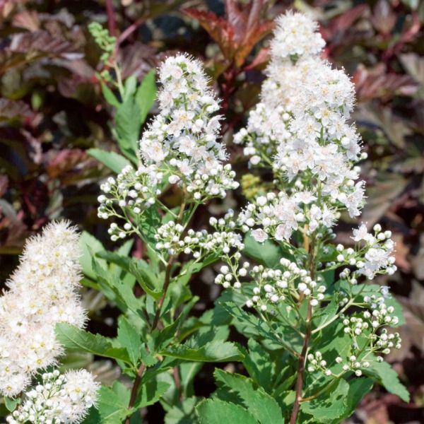 Meadowsweet Cone Shaped Flower Heads