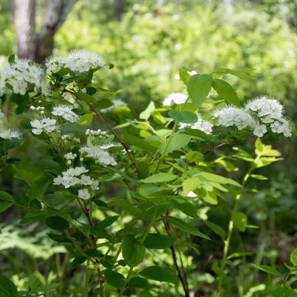 Meadowsweet Rounded Flower Heads