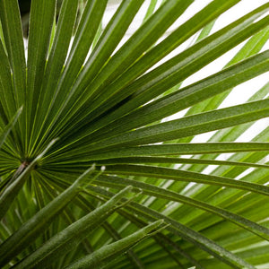 Mediterranean Fan Palm Tree