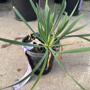 A 'Medusa' Allium plant with long, slender green leaves grows in