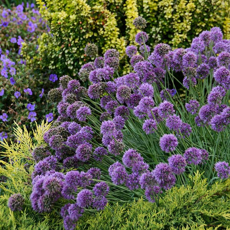 Medusa Allium - Nature Hills Nursery - #1 Container - 
