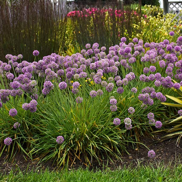 Medusa Allium (Allium 'Medusa'), a perennial featuring purple flowers and perennial.