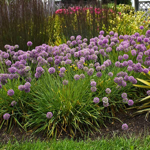 Medusa Allium (Allium 'Medusa'), a perennial featuring purple flowers and perennial.