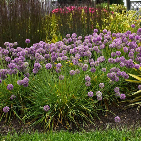 Medusa Allium (Allium 'Medusa'), a perennial featuring purple flowers and perennial.