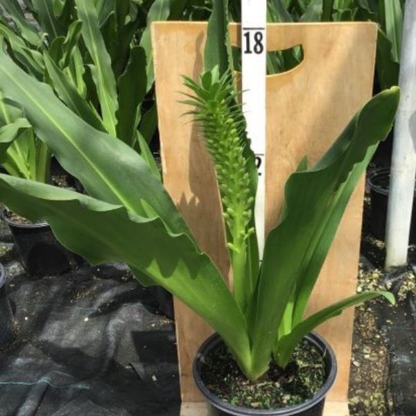 Meguru Pineapple Lily - Nature Hills Nursery - #1 Container - 