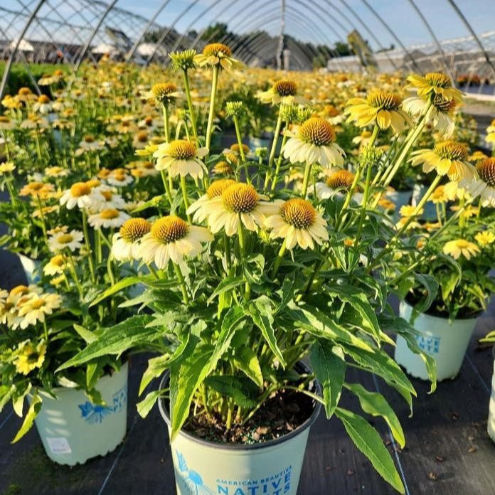 Mellow Yellows Coneflower - Perennial - Nature Hills Nursery - 