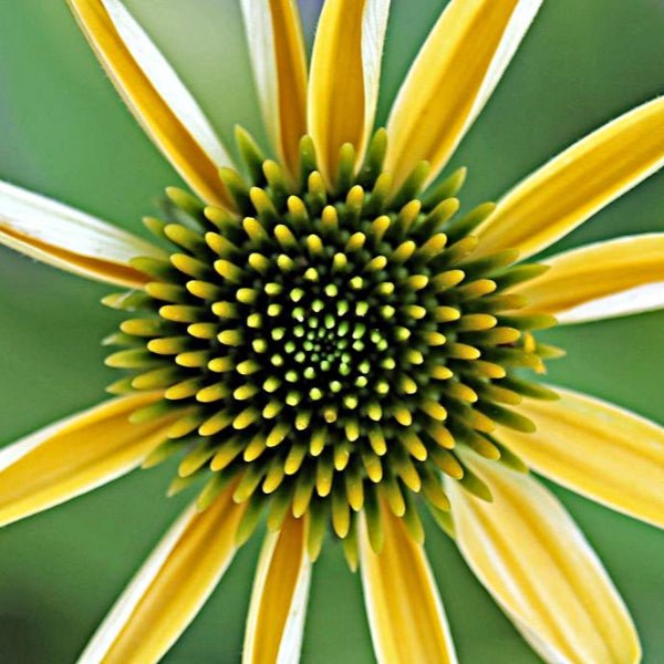 Mellow Yellows Coneflower - Perennial - Nature Hills Nursery - 