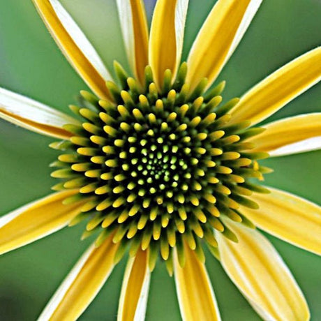 Mellow Yellows Coneflower - Perennial - Nature Hills Nursery - 