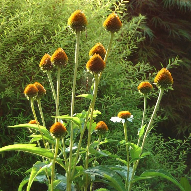 Mellow Yellows Coneflower - Perennial - Nature Hills Nursery - 