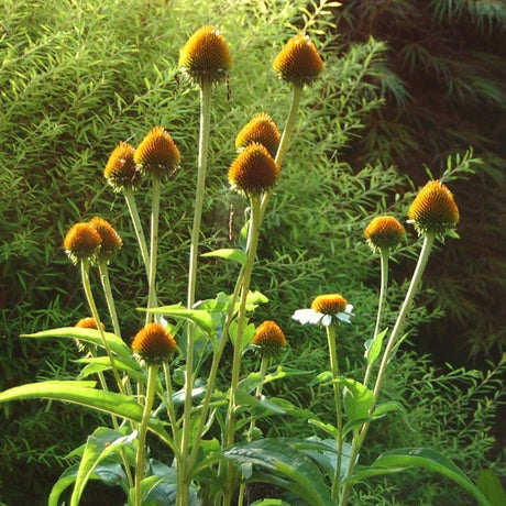 Mellow Yellows Coneflower - Perennial - Nature Hills Nursery - 