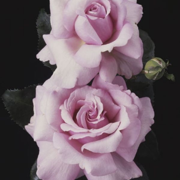 Memorial Day&trade; Hybrid Tea Rose - Nature Hills Nursery - #2 Container - 