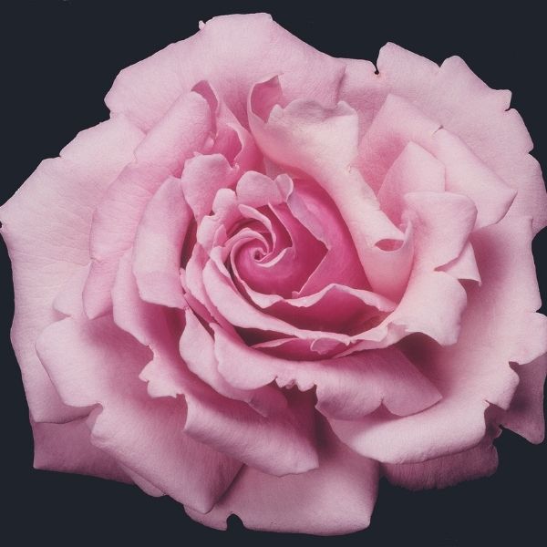 Memorial Day&trade; Hybrid Tea Rose - Nature Hills Nursery - #2 Container - 