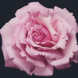 Memorial Day&trade; Hybrid Tea Rose - Nature Hills Nursery - #2 Container - 