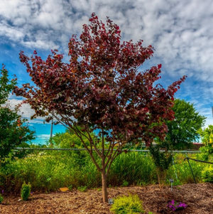 Merlot Redbud Tree (Cercis x 'Merlot'), a tree featuring pink flowers and deciduous.