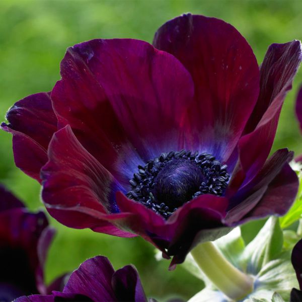 Meron Bordeaux Anemone