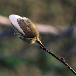 Merrill Magnolia Tree - Nature Hills Nursery - #3 Container 3 - 4 Feet Tree Form - 