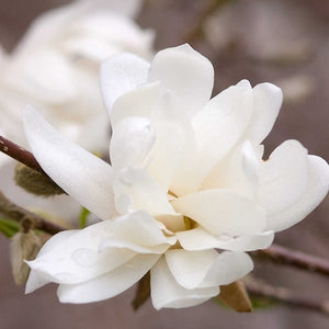 Merrill Magnolia Tree - Nature Hills Nursery - #3 Container 3 - 4 Feet Tree Form - 