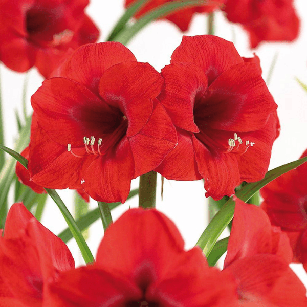 Merry Christmas African Amaryllis