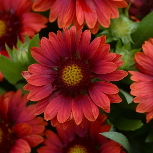 Mesa Red Blanket Flower - Nature Hills Nursery - #1 Container - 