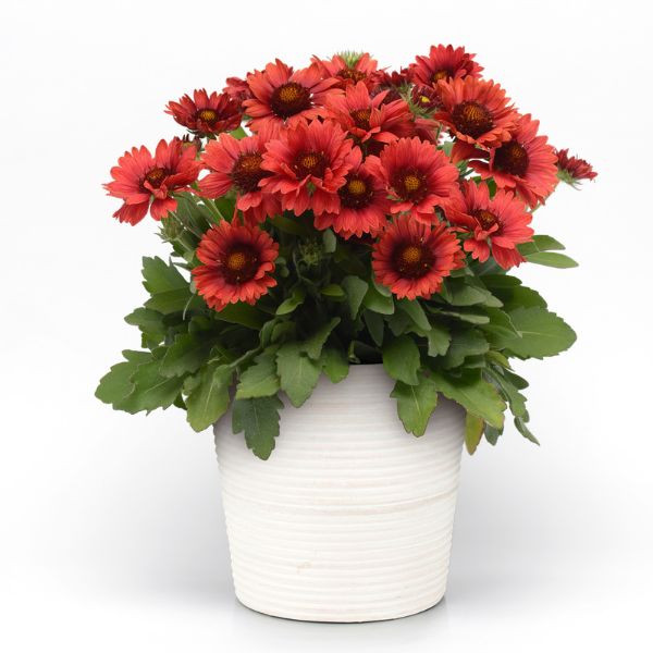 Mesa Red Blanket Flower - Nature Hills Nursery - #1 Container - 