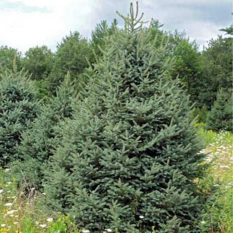 Meyer's Spruce Tree - Tree - Nature Hills Nursery - Sprinter Pot - 