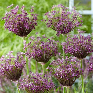 Miami Allium - Nature Hills Nursery - 12 Pack Bulbs - 