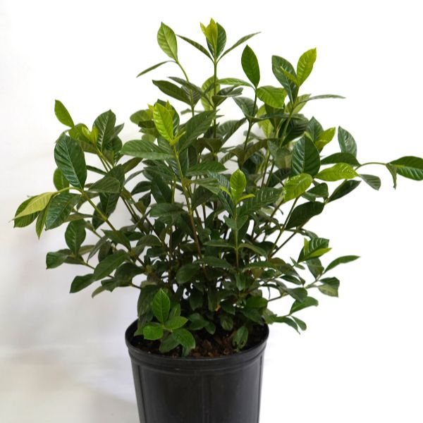 Miami Supreme Gardenia - Bush - Nature Hills Nursery - 3 Container - 