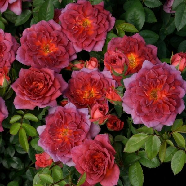 Midnight Fire™ Miniature Rose - Rose - Nature Hills Nursery - 2 Container - 