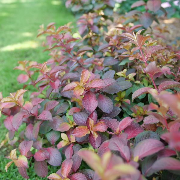 Midnight Sun® Weigela (Weigela florida 'Verweig9'), a shrub featuring pink flowers and deciduous.