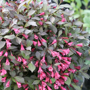 Midnight Wine Shine® Weigela (Weigela florida 'SMNWFMS' PP26,922), a shrub featuring pink flowers and deciduous.