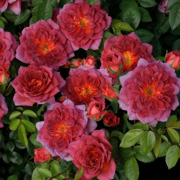 Midnight Fire&trade; Miniature Rose