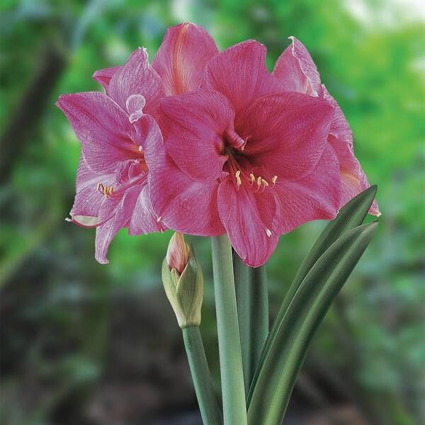 African Milady&reg; Amaryllis